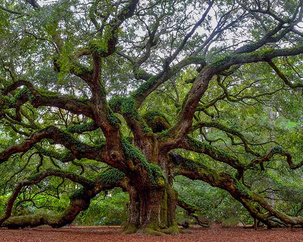 Johns Island